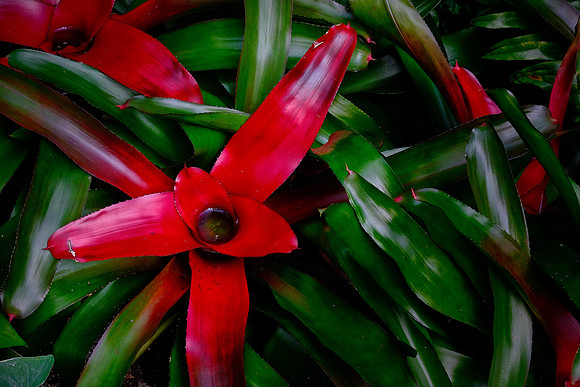 Daniel Stowe Botanical Gardens, NC