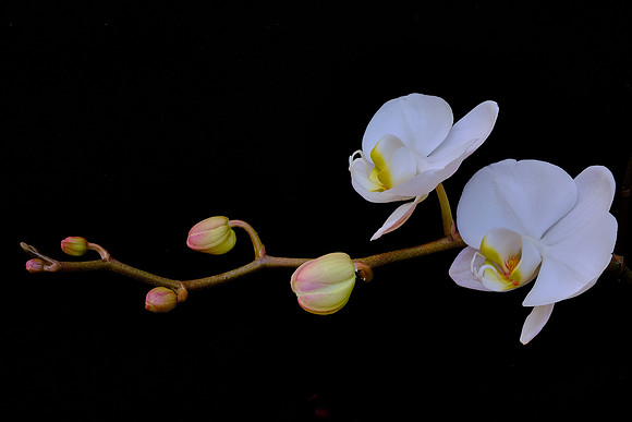 Daniel Stowe Botanical Gardens, NC