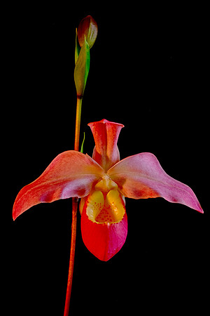 Daniel Stowe Botanical Gardens, NC Piedmont Orchid Society award winners.