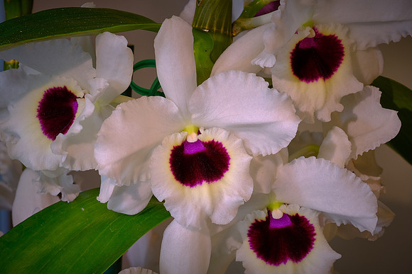 Daniel Stowe Botanical Gardens, NC Piedmont Orchid Society award winners.