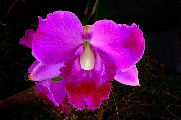 Daniel Stowe Botanical Gardens, NC Piedmont Orchid Society award winners.