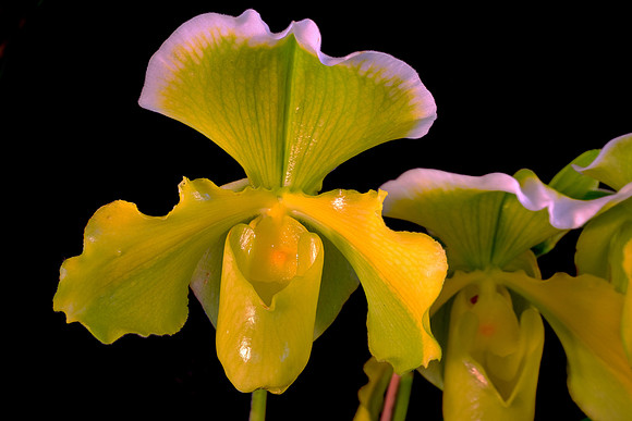 Daniel Stowe Botanical Gardens, NC Piedmont Orchid Society award winners.