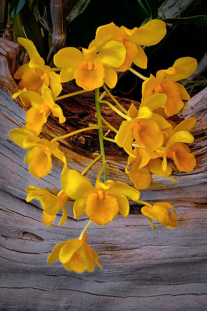 Daniel Stowe Botanical Gardens, NC Piedmont Orchid Society award winners.