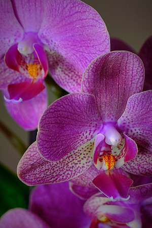 Daniel Stowe Botanical Gardens, NC Piedmont Orchid Society award winners.
