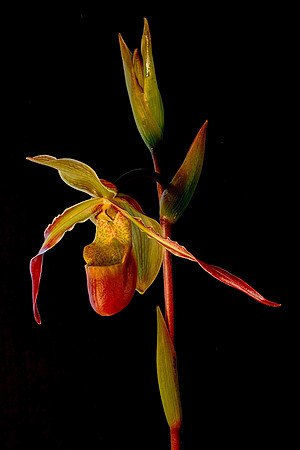 Daniel Stowe Botanical Gardens, NC Piedmont Orchid Society award winners.