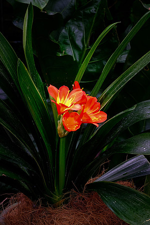 Daniel Stowe Botanical Gardens, NC