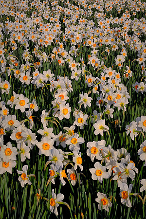 Daniel Stowe Botanical Gardens, NC