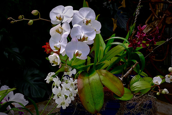 Daniel Stowe Botanical Gardens, NC
