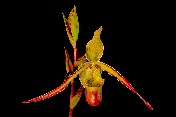 Daniel Stowe Botanical Gardens, NC Piedmont Orchid Society award winners.