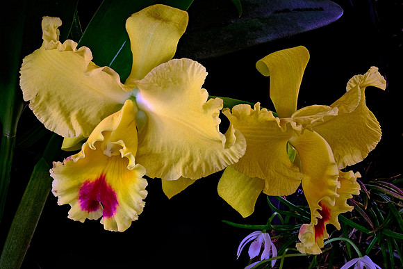 Daniel Stowe Botanical Gardens, NC Piedmont Orchid Society award winners.