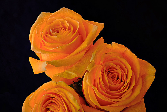 Yellow Rose of Texas