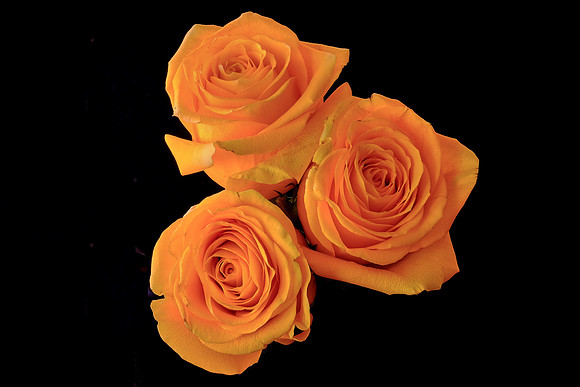Yellow Rose of Texas