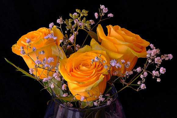 Yellow Rose of Texas