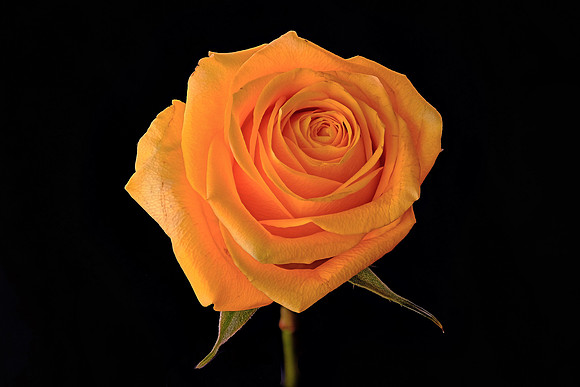 Yellow Rose of Texas