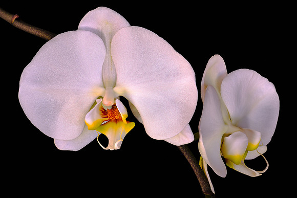 Susan's orchid