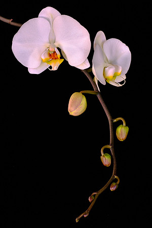 Susan's orchid