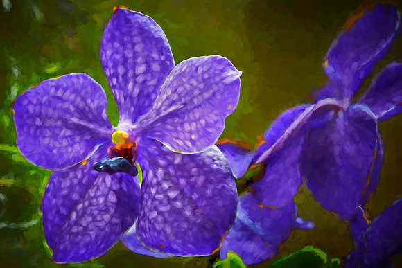 Daniel Stowe Botanical Garden