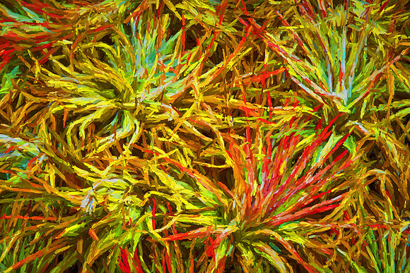 Daniel Stowe Botanical Garden