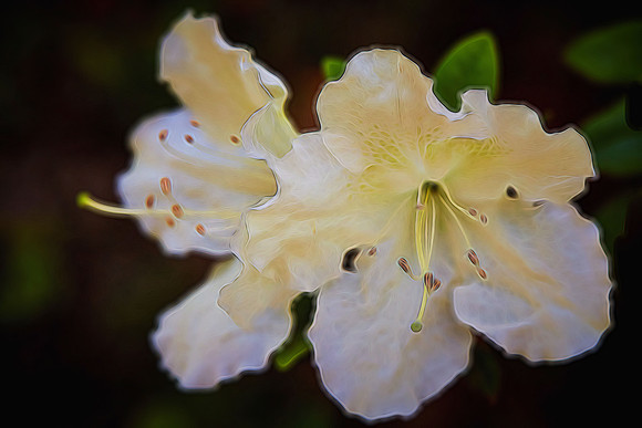 University of NC Charlotte Arboretum
