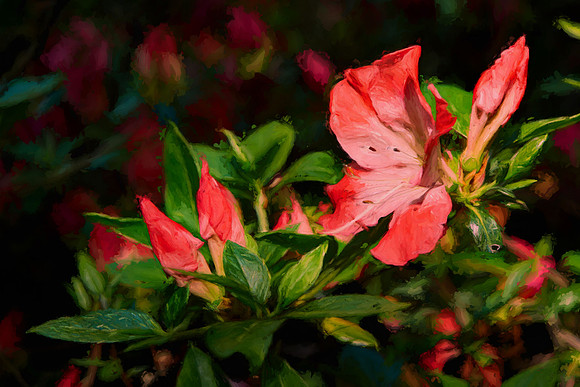 University of NC Charlotte Arboretum
