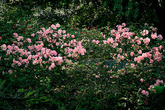 University of NC Charlotte Arboretum
