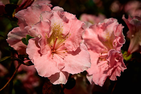 University of NC Charlotte Arboretum