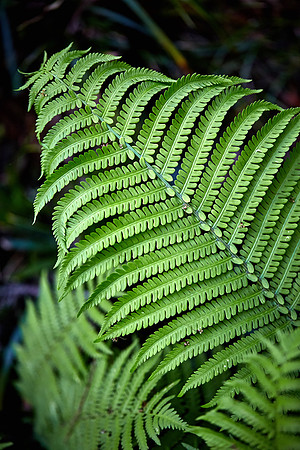 University of NC Charlotte Arboretum