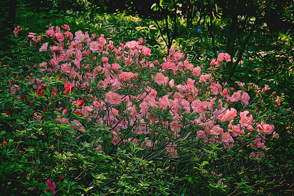 University of NC Charlotte Arboretum