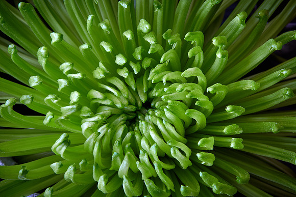 Mother's Flowers - 2017 February 14