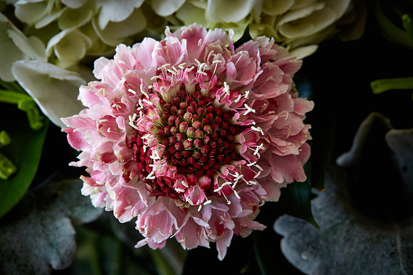 Mother's Flowers - 2017 February 14