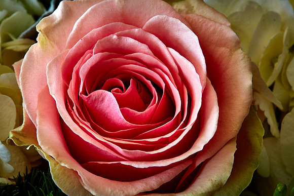 Mother's Flowers - 2017 February 14