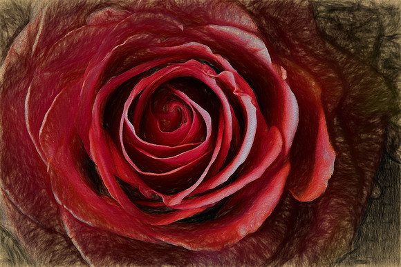 Mother's Flowers - 2017 February 14