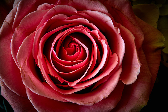 Mother's Flowers - 2017 February 14