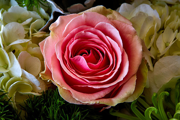 Mother's Flowers - 2017 February 14