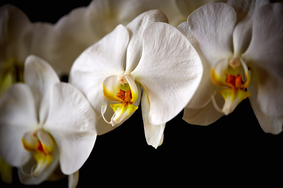 Andrea's Phalaenopsis Orchid