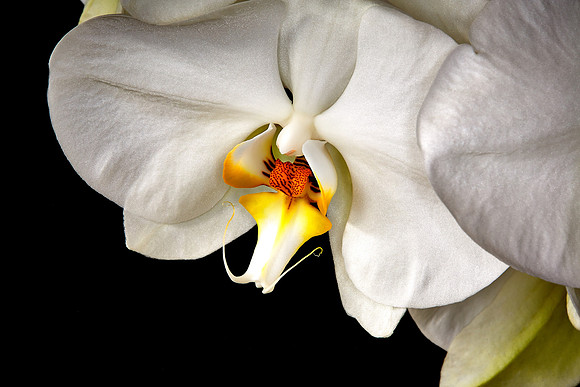 Andrea's Phalaenopsis Orchid