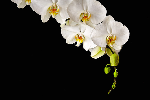 Andrea's Phalaenopsis Orchid