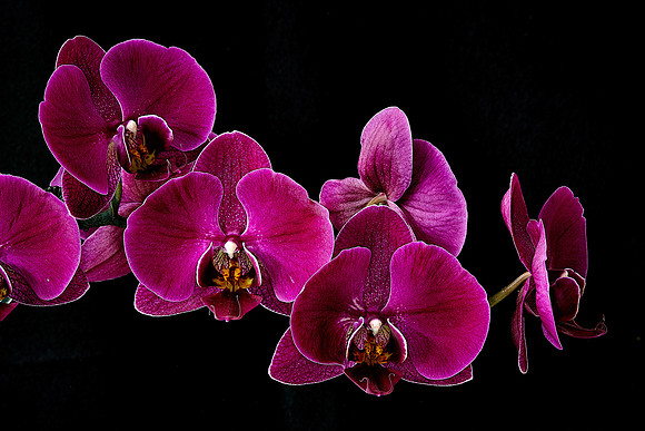 Susan's Phalaenopsis Orchid