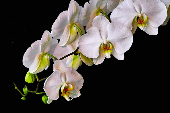 Andrea's Phalaenopsis Orchid