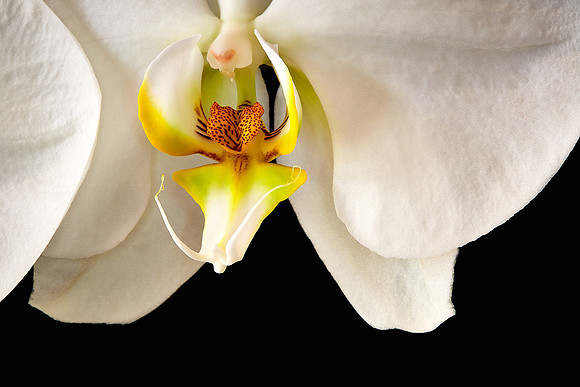Andrea's Phalaenopsis Orchid