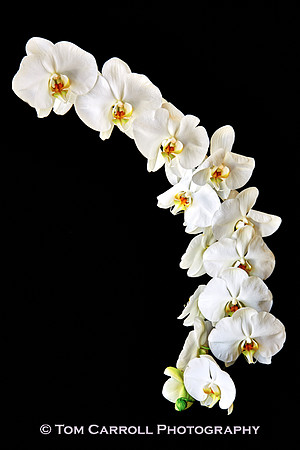 Andrea's Phalaenopsis Orchid