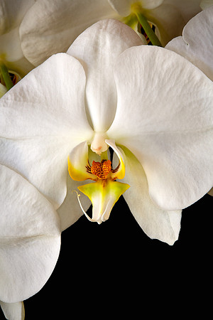 Andrea's Phalaenopsis Orchid