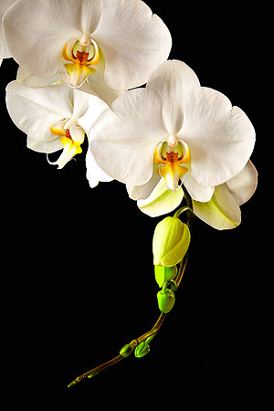 Andrea's Phalaenopsis Orchid