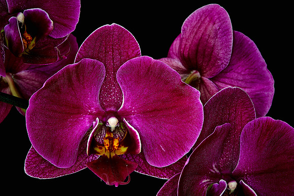 Susan's Phalaenopsis Orchid