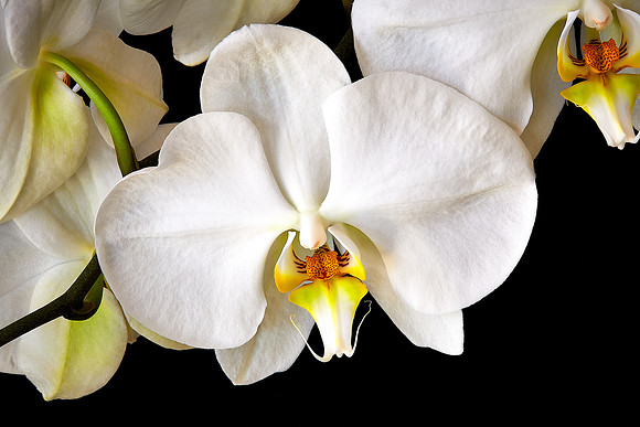 Andrea's Phalaenopsis Orchid