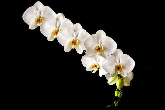 Andrea's Phalaenopsis Orchid