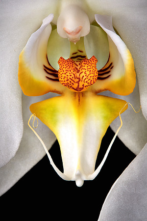 Andrea's Phalaenopsis Orchid