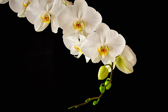 Andrea's Phalaenopsis Orchid