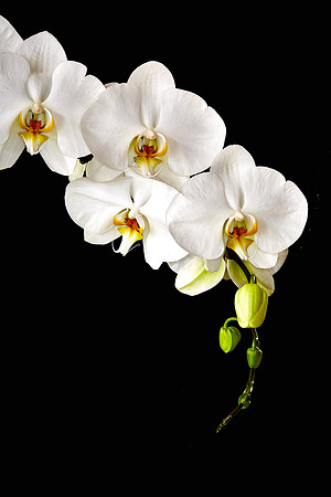 Andrea's Phalaenopsis Orchid