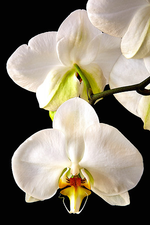 Andrea's Phalaenopsis Orchid